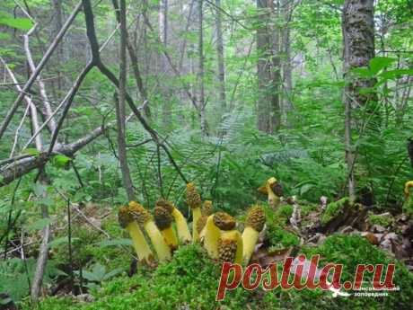 В Хабаровском крае выросло «чертово яйцо» - МК Хабаровск