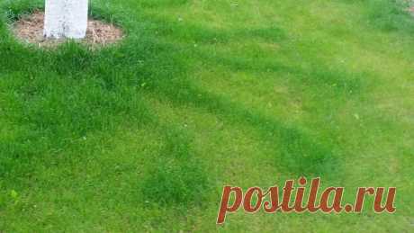 Загадка, ответ на которую мне до конца не понятен. Газон под яблоней подстригли, а трава над корнями дерева растет быстрее.