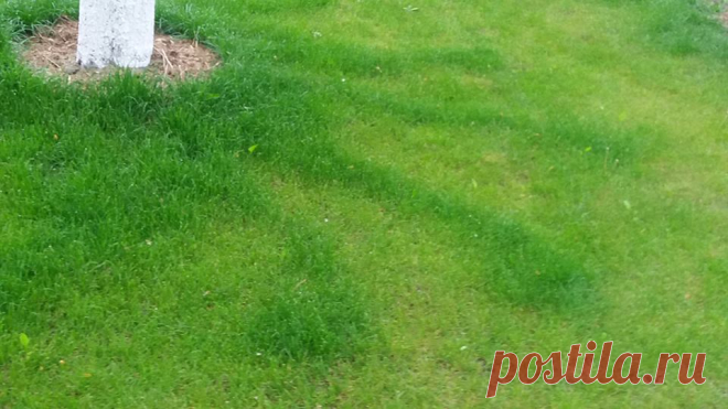 Загадка, ответ на которую мне до конца не понятен. Газон под яблоней подстригли, а трава над корнями дерева растет быстрее.
