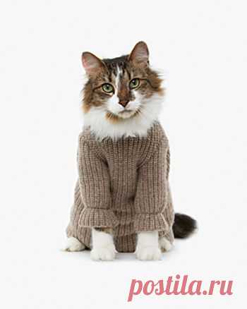 Catsparella: Dress Your Fashionable Feline In Tiny Designer Outfits From United Bamboo