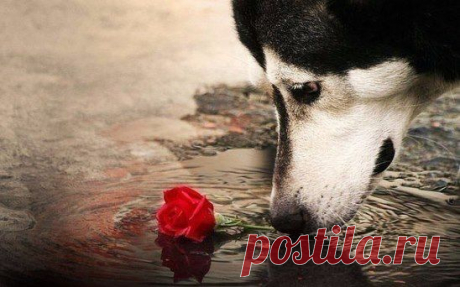 Никогда не причиняй человеку боль,
если этот человек готов ради тебя на всё.
Ф. Достоевский