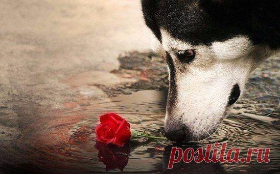 Никогда не причиняй человеку боль,
если этот человек готов ради тебя на всё.
Ф. Достоевский