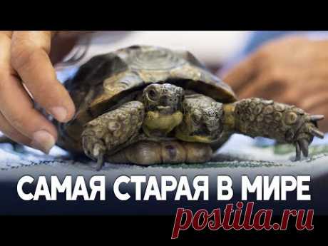 Старейшая в мире двуглавая черепаха празднует свое 25-летие в Швейцарии