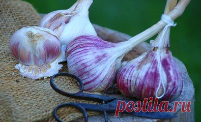 Храним чеснок так, как будто его только собрали с грядки | У-Дачный канал советы от Арины | Яндекс Дзен