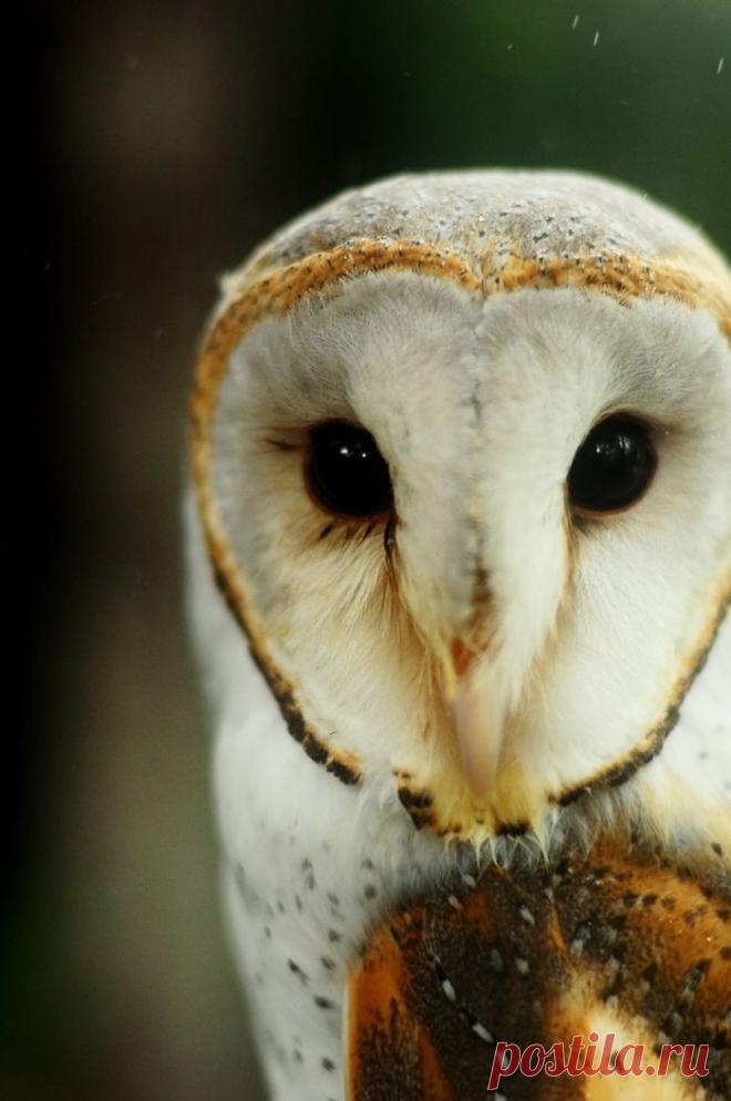 19 гипнотически красивых сов, пойманных в объектив фотографа