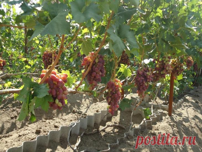 Узбекский столово-изюмный сорт винограда Ризамат