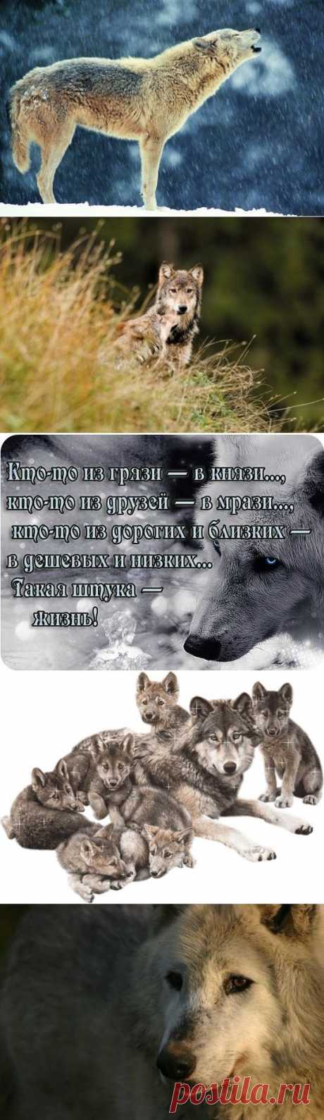 Я конечно не идеал, но зато не предам.