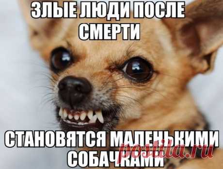 Весёлые анекдоты