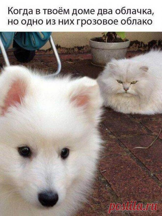 Котопост — 20 остроумных картинок о реалиях жизни с мурчиками Коты приносят в дом не только ощущение уюта и тепла, но и разбитые вазоны, украденные котлеты, расцарапанные диваны и горы шерсти. Но мы все равно их любим и все им прощаем.
Ведь каждый, у кого есть к...