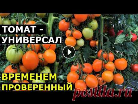 Описание сорта томата ДИНА Томат Дина. Описание сортаПомощь каналу, карта Сбербанка - 4276 3800 7513 3459На канале: Наталья Сморчкова и другие авторы из разных регионов - резуль...