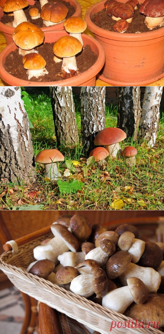 Выращивание белых грибов