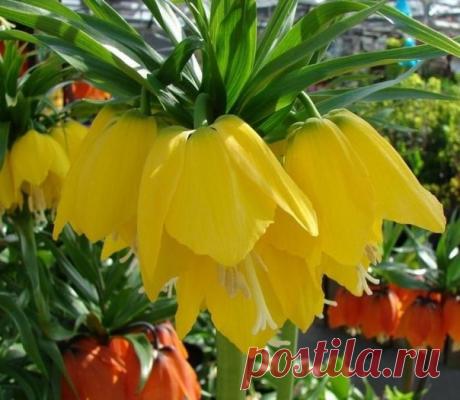 Выращивание рябчика императорского 

Рябчик императорский  1,5 метра