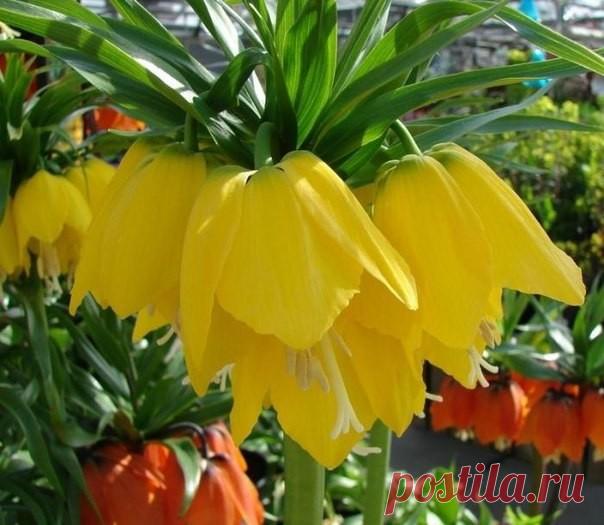 Выращивание рябчика императорского 

Рябчик императорский  1,5 метра