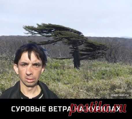 Смехопанорама