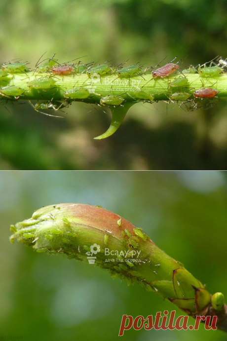 Розанная тля. Описание с фото. Методы борьбы и профилактика