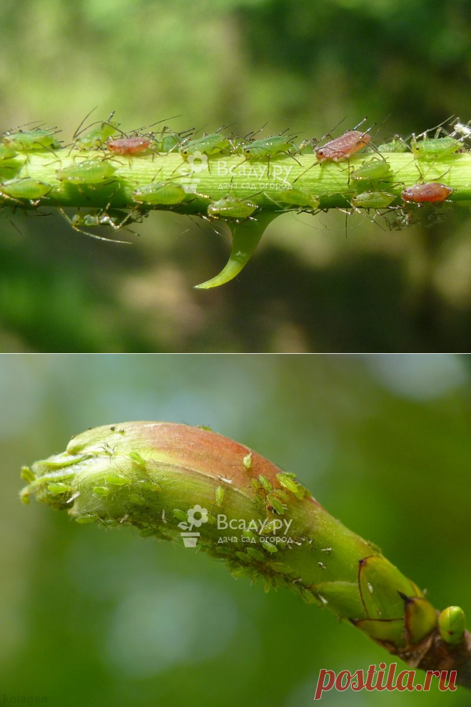 Розанная тля. Описание с фото. Методы борьбы и профилактика