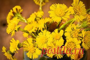 Мать-или-мачеха? Чем «травки» отличаются от синтетических лекарств | Здоровая жизнь | Здоровье | Аргументы и Факты