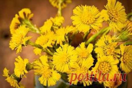 Мать-или-мачеха? Чем «травки» отличаются от синтетических лекарств | Здоровая жизнь | Здоровье | Аргументы и Факты