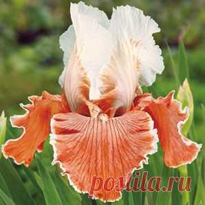 reblooming lilies bulb | English Charm Tall Bearded Reblooming Iris  |  Найдено на сайте brecks.com.
