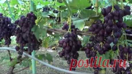 Виноград Гордей, Дунав, Смарагд, Синдикат, Каталония, Фердинанд. Виноград 2017.