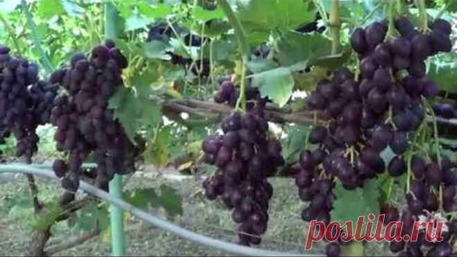 Виноград Гордей, Дунав, Смарагд, Синдикат, Каталония, Фердинанд. Виноград 2017.