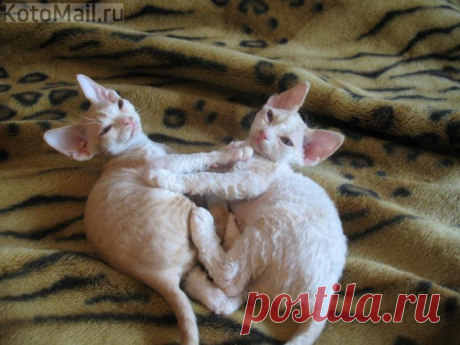 Няшки-обнимашки)