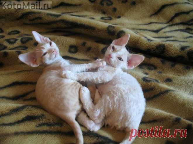 Няшки-обнимашки)