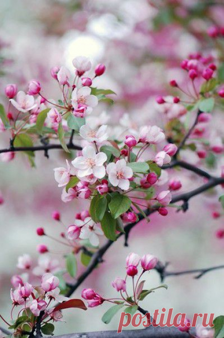 ПРИРОДА | Фотографии МилаЯ ***** | 77 фото