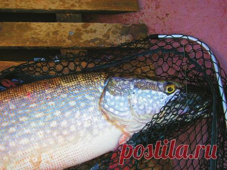 Хищник большой воды в предзимье