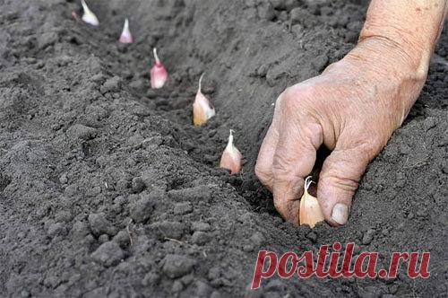 ПОСЕВ ЛУКА, ЧЕСНОКА, ЗЕЛЕНИ ПОД ЗИМУ.
Чтобы посевы удались, надо выбрать подходящее место для грядок. Не делайте грядки в низине. Как только начнет таять снег, там будет скапливаться лишняя влага, это приведет к гибели семян. За пару недель до предполагаемых посадок уберите с выбранного участка остатки растений и внесите удобрения: на 1 кв. м почвы ведро перегноя или компоста и 1 ст. л. монофосфата калия. Подкормку закладывайте в землю, перекапывая на глубину штыка лопаты....