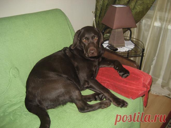 Мулатка-шоколадка