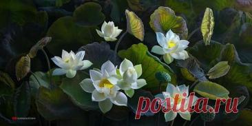 Пин на доске Coffe