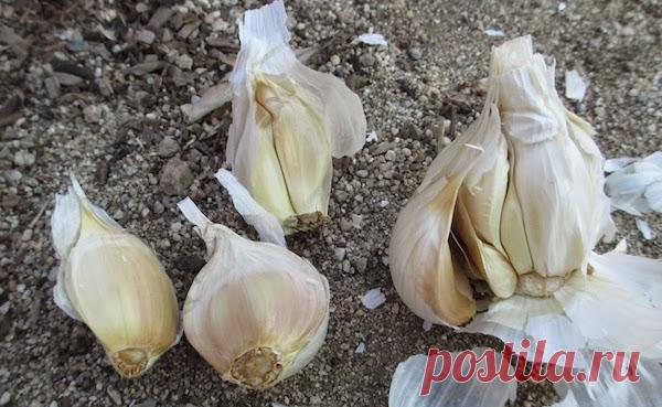 После чего сажать чеснок под зиму и весной. Что сажать после чеснока