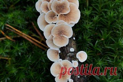 Установлено эволюционное ответвление грибов и животных. Международная команда ученых, включая сотрудников российского ТюмГУ, установила эволюционное ответвление грибов и животных. После расшифровки генома путем секвенирования ДНК выяснилось, что общий одноклеточный предок грибов и животных жил всего около миллиарда лет назад.