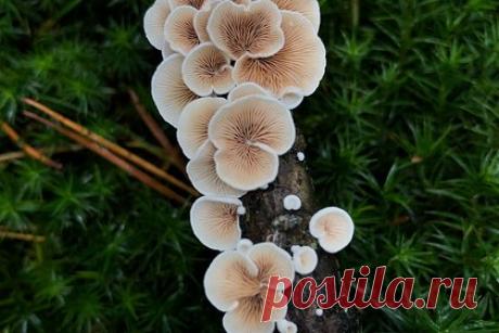 Установлено эволюционное ответвление грибов и животных. Международная команда ученых, включая сотрудников российского ТюмГУ, установила эволюционное ответвление грибов и животных. После расшифровки генома путем секвенирования ДНК выяснилось, что общий одноклеточный предок грибов и животных жил всего около миллиарда лет назад.