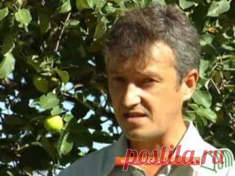 Болезни яблони и их лечение: своевременная и квалифицированная помощь