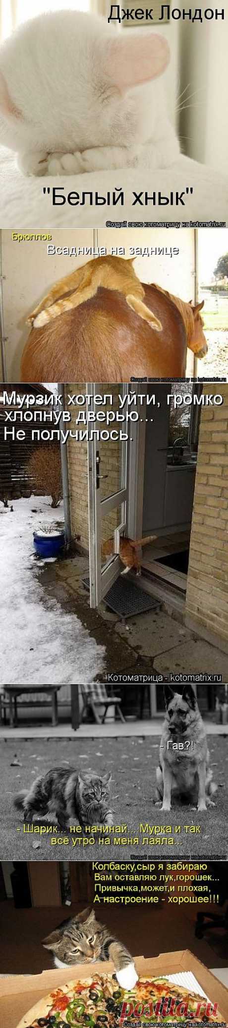 Веселые котоматрицы - 30 ФОТО(12.06.2013).