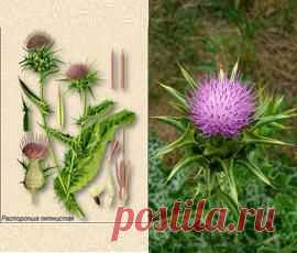 Расторопша пятнистая применение, фото, лечение.