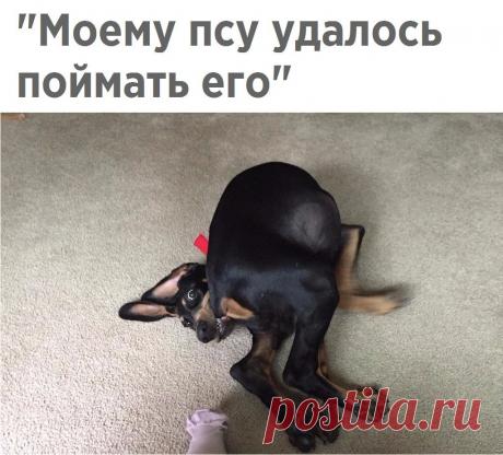 Подборка смешных и веселых надписей к картинкам из сети