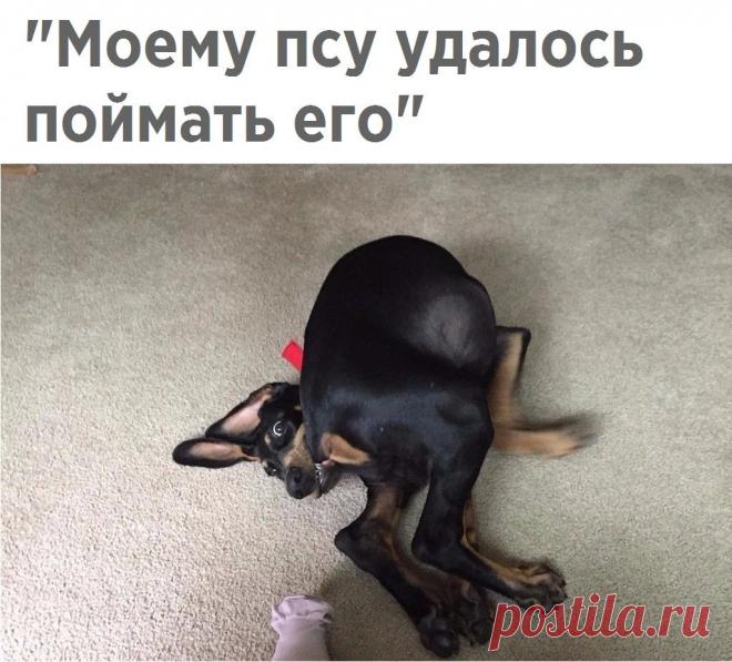 Подборка смешных и веселых надписей к картинкам из сети