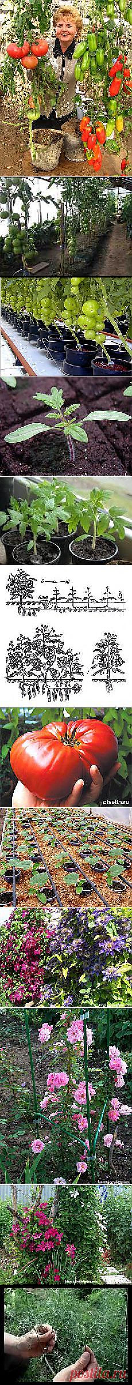 Надежда Ромащенко: Сад и огород | Постила.ru