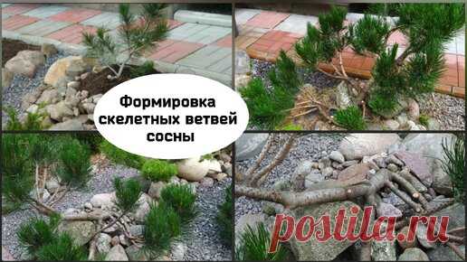 Формировка скелетных ветвей горной сосны. | Гармония каменистого садика | Дзен