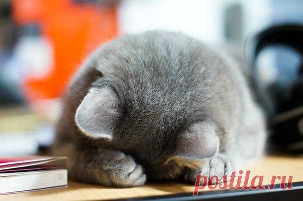 Боже! Пропала всего одна котлета! А орёт, как будто у неё свинью украли!