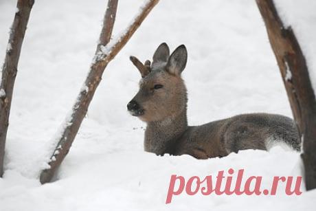 Стали известны подробности о нашествии косуль в российском регионе. Минприроды Новосибирской области объяснило нашествие косуль сезонной миграцией. По словам главы регионального ведомства Евгения Шестернина, в 2024 году из-за изменения климата миграция началась раньше времени. Он добавил, что воздвигнутые властями ограждения из сена также являются обычной практикой.