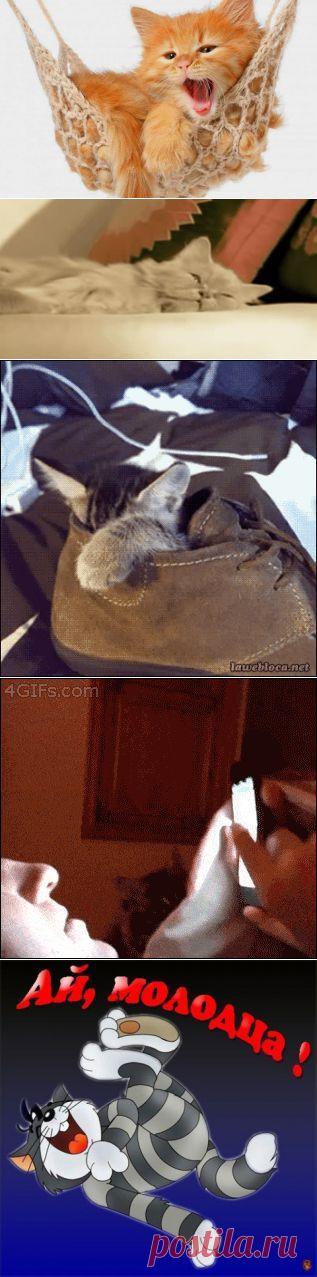 5 суперских весёлых историй про любимых котэ!!!!