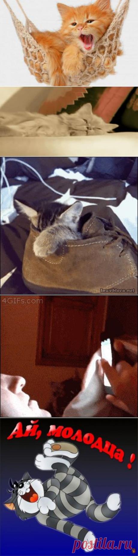 5 суперских весёлых историй про любимых котэ!!!!