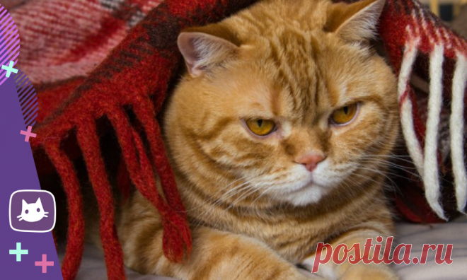 😿МКБ у кошек от сухого корма: правда или вымысел | Нос, хвост, лапы | Яндекс Дзен