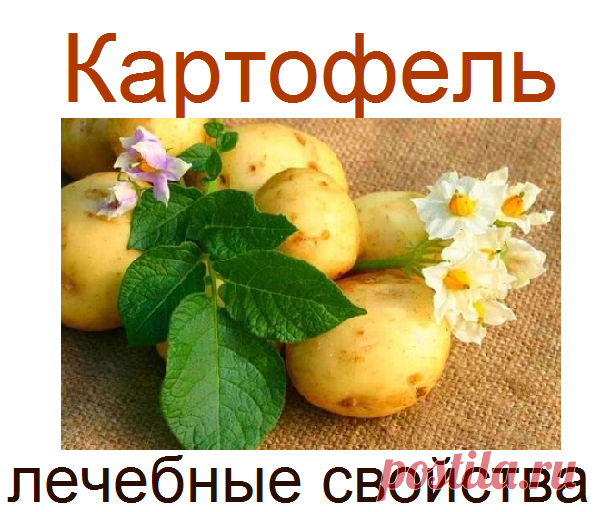 Картофель, лекарственные свойства | Советы целительницы