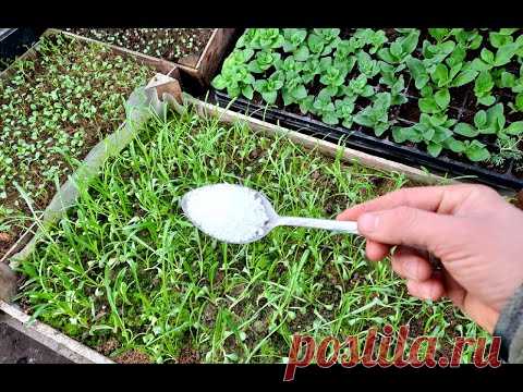 ВАЖНАЯ ПОДКОРМКА ДЛЯ СЛАБОЙ И ТОНКОЙ РАССАДЫ - КАЛЬЦИЕВАЯ СЕЛИТРА