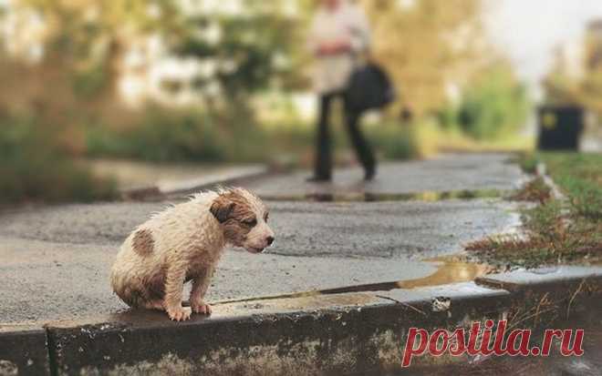 Глаза как стекло. В них застыло отчаяние... Родился игрушкой он детской нечаянно